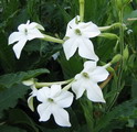 Winged Tobacco, tanbaku, Persian Tobacco,flowering tobacco,تنباکوی ایرانی
